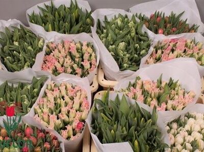 Тюльпан 'Gem'