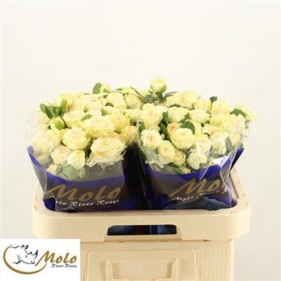 Кущова троянда 'Sweet Giselle!'