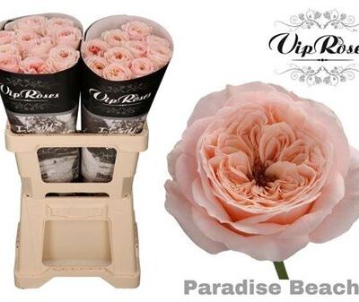 Одноголова троянда 'Paradise Beach'