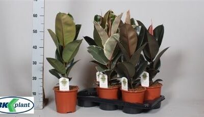 Фікус 'Gem 3 Srt'