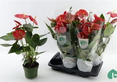 Антуріум 'AREBO'