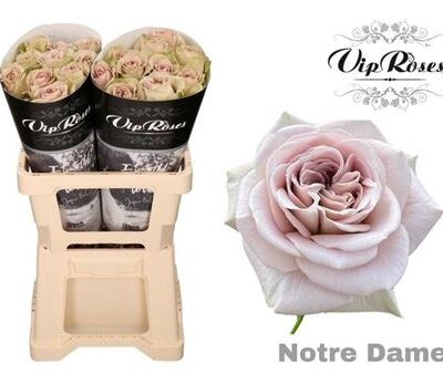 Одноголова троянда 'Notre Dame+'