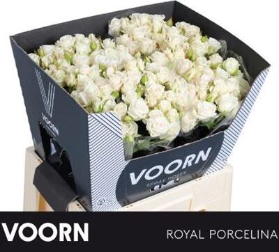 Кущова троянда 'Royal Porcelina'