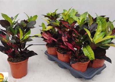 Кротон 'Iceton'