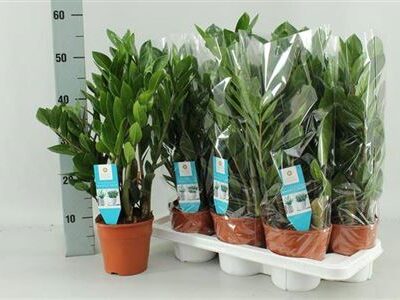 Заміокулькас 'Zamiifol'