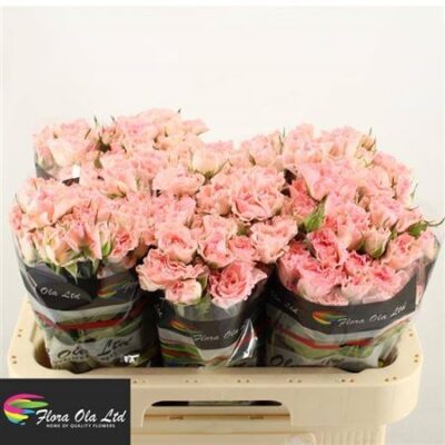 Кущова троянда 'Constellation'