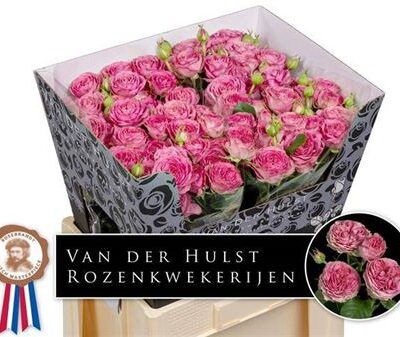 Кущова троянда 'Paradox!'