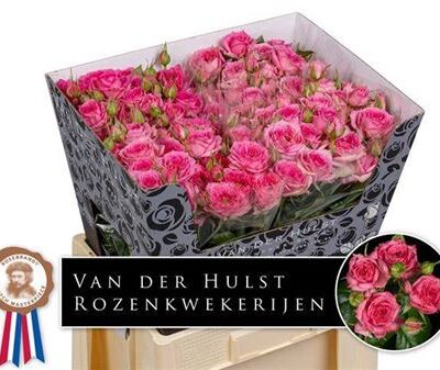 Кущова троянда 'PINK DIMENSION'