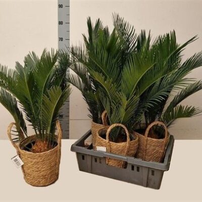 Цикас 'Revoluta'