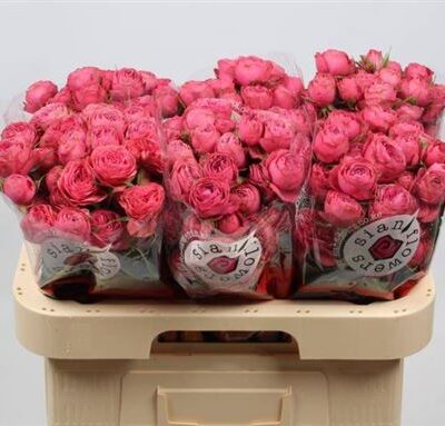 Кущова троянда 'Gra Trendsetter'