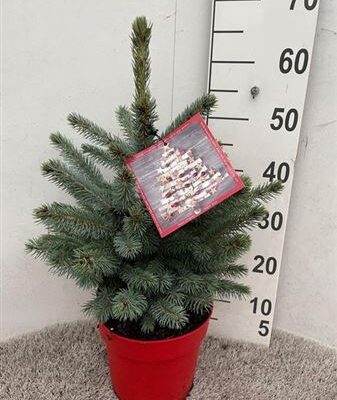 Ялинка 'Super Blue'