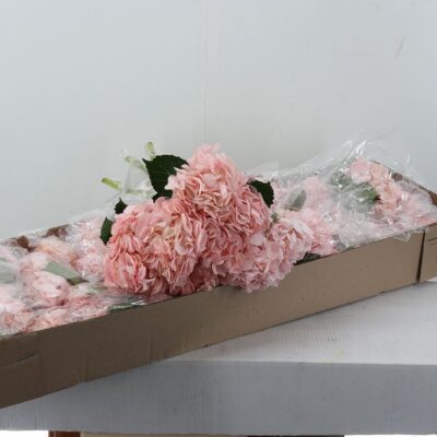 Гортензія 'Light Pink'