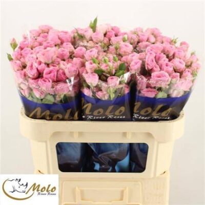 Кущова троянда 'Yvette'