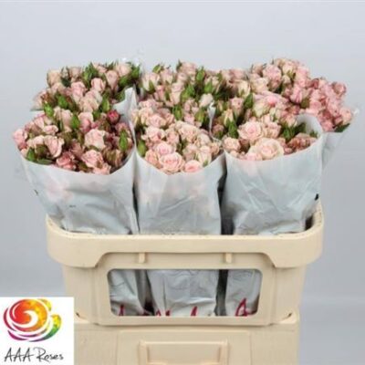 Кущова троянда 'Sweet Porcelina'