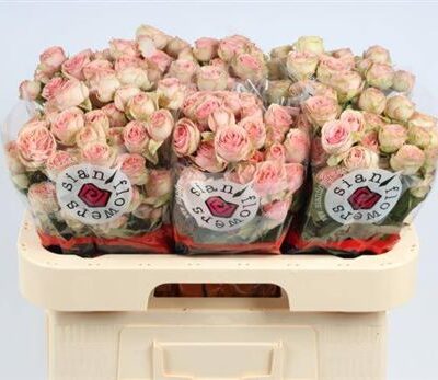 Кущова троянда 'Nalani'