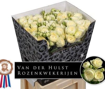 Кущова троянда 'AYALA!'