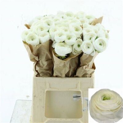 Ранункулюс 'Firenze'