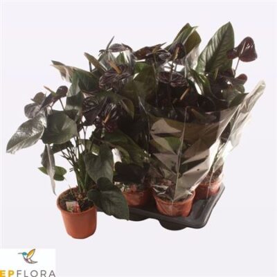 Антуріум 'JAMBO BLACK'