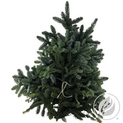 Нобіліс 'Whiteband 5kg'