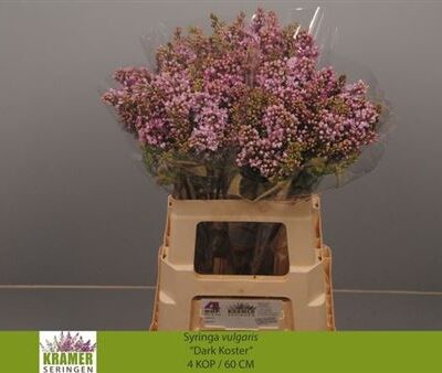 Бузок 'Dark Koster'