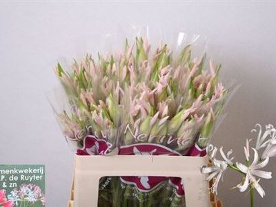 Неріне 'Sofie'