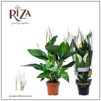 Спатифіліум 'SWEET RICARDO'