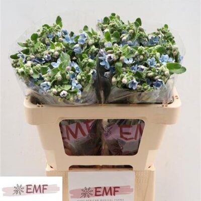 Оксіпеталум 'Tan Pur Blu'