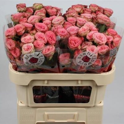 Кущова троянда 'Hawi'