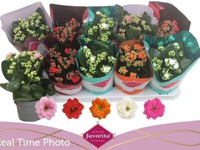 Каланхоє Ge Perf Gem 5 Kl