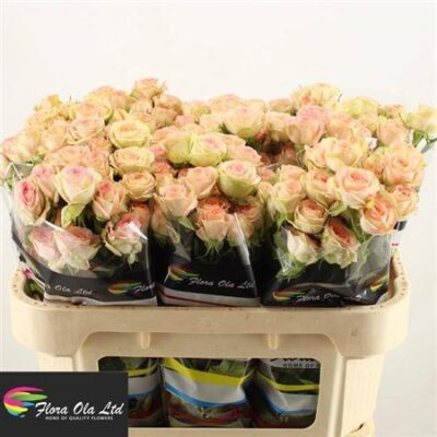 Кущова троянда 'AZORE'