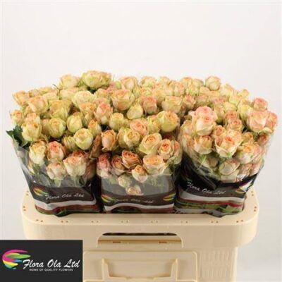 Кущова троянда 'Azore'