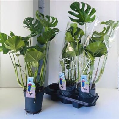 Монстера 'Deliciosa'