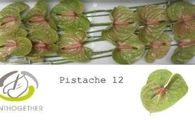 Антуріум 'PISTACHE'
