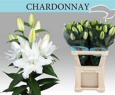 Лілія 'Chardonnay'