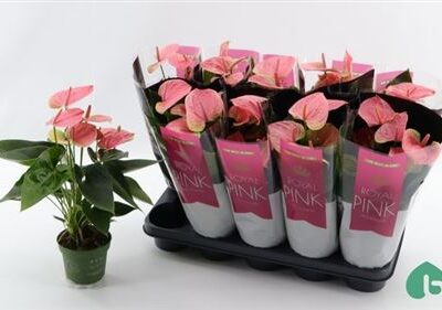 Антуріум 'SWEET DREAM'