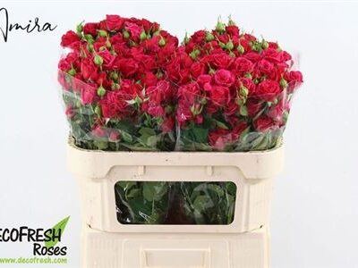 Кущова троянда 'QUINCY'