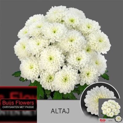 Хризантема 'ALTAJ'