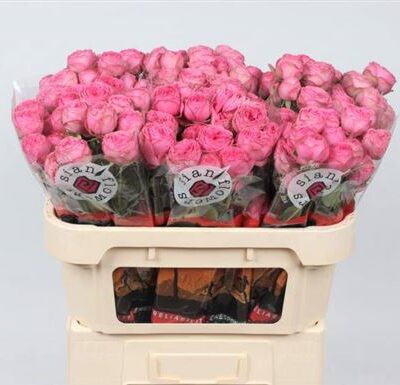 Кущова троянда 'Giselle!'