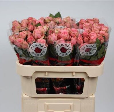 Кущова троянда 'Ov'