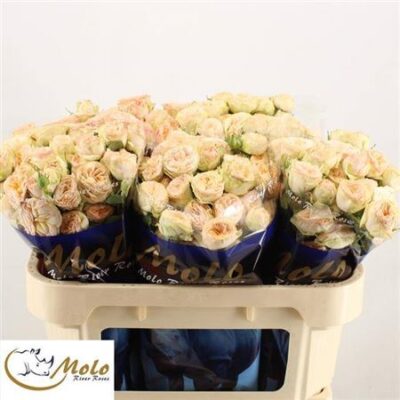 Кущова троянда 'GEN TRENDSETTER'