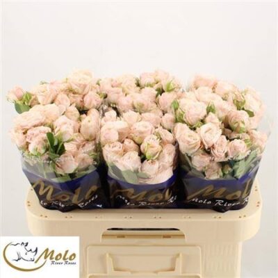 Кущова троянда 'Bombastic'