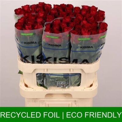 Одноголова троянда 'MADAM RED'