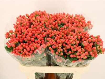 Гіперікум 'ROY PRINCESS'