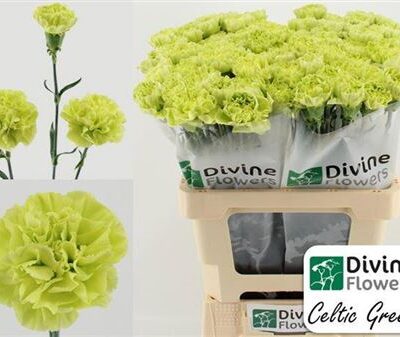 Гвоздика 'Celtic Green'