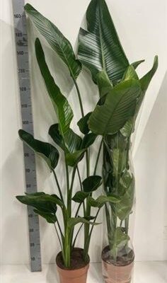 Стриліція 'Nicolai'