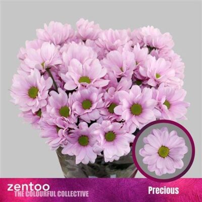 Хризантема 'PRECIOUS'