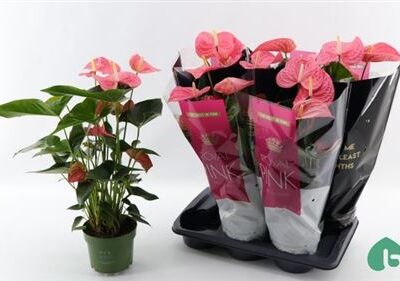 Антуріум 'Maine'