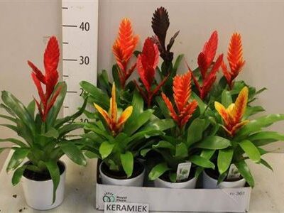 Вріезія 'Gem'