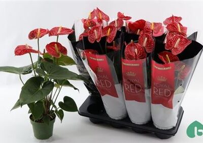 Антуріум 'MADURAL'