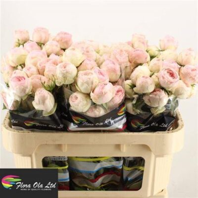 Кущова троянда 'MANSFIELD PARK'